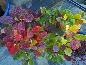 Fotergilla większa (Fotergilla major) malowana jesienią